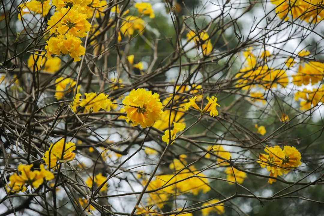 來(lái)自春天的問(wèn)候