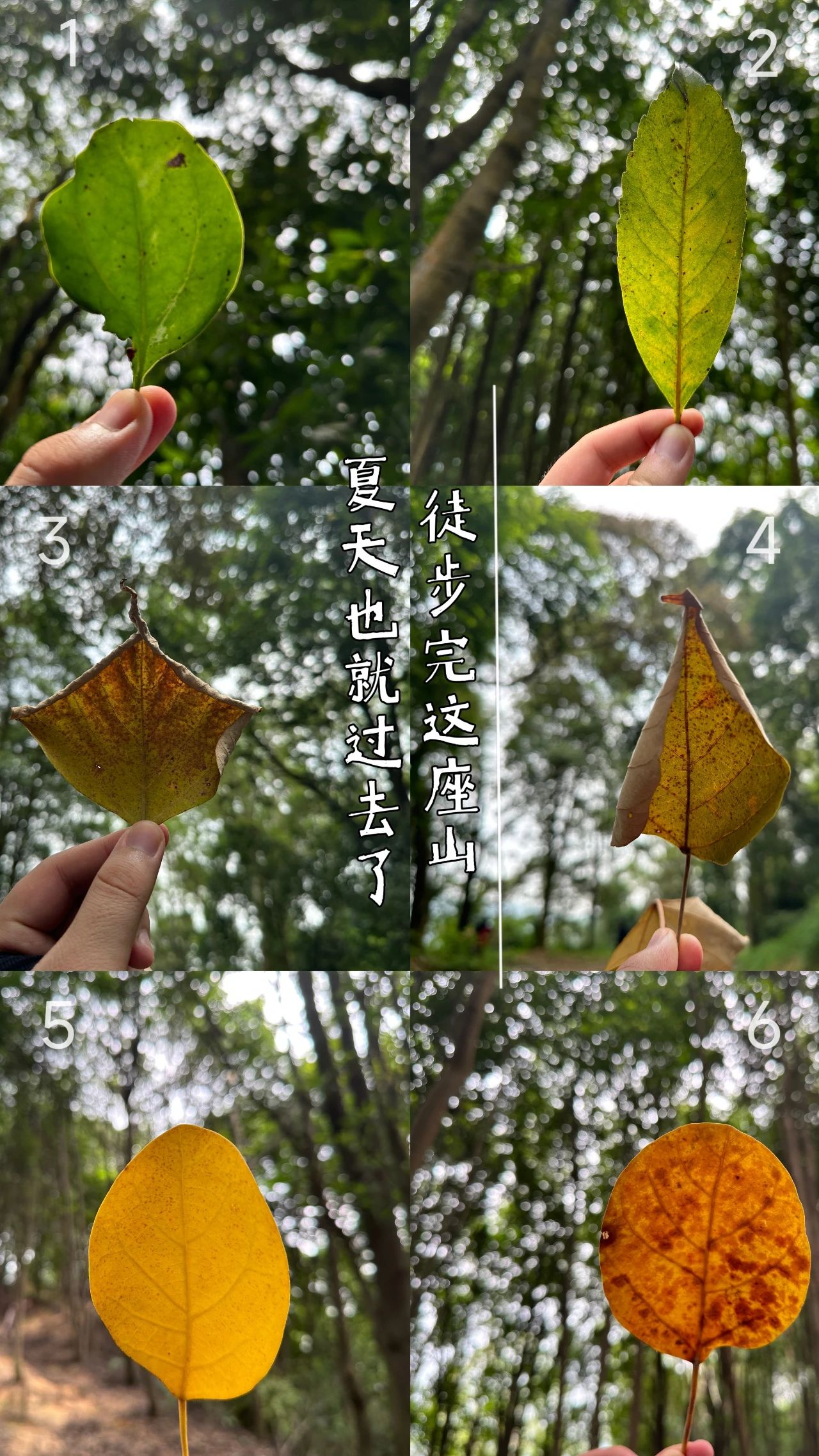 走完這座山，夏天也就過去了 | 行走的善勤強之劉香線...